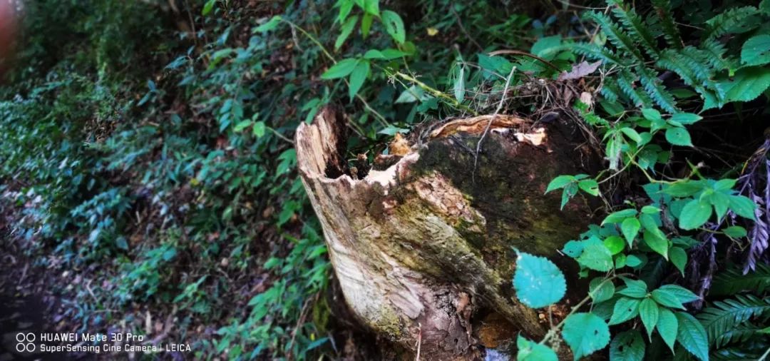 华为解析包_华为Mate系列手机的出色影像系统解析_华为系统分析