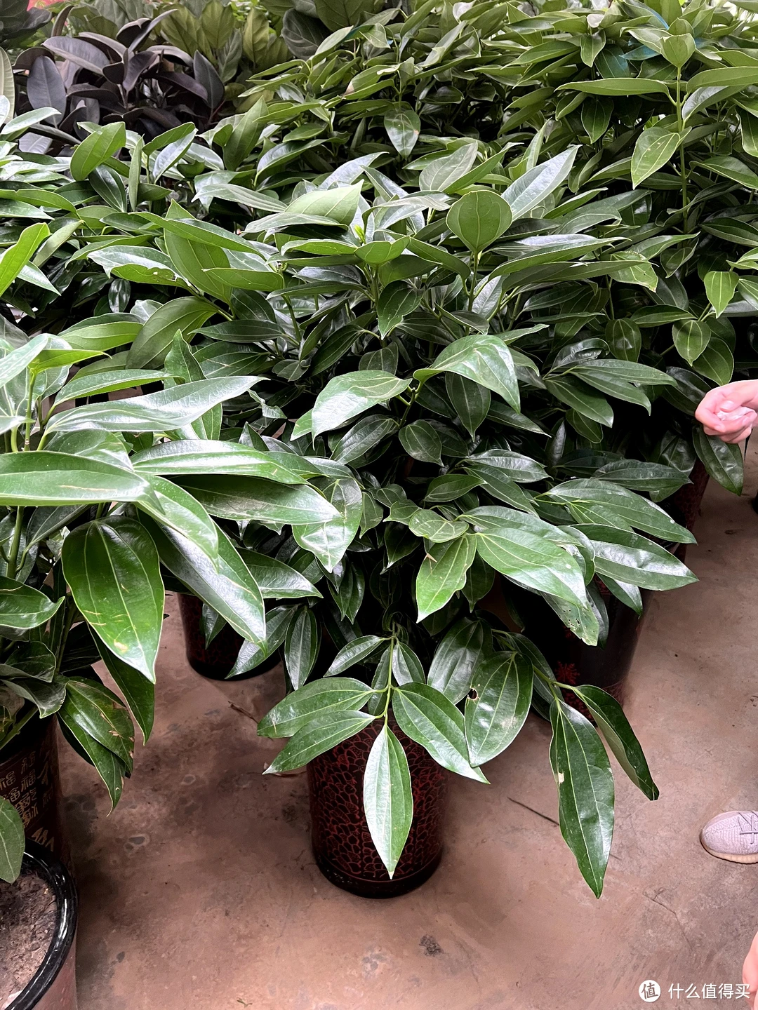 标题：全面评估报告——华为Mate 60手机使用体验