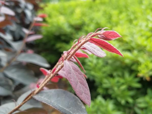 多彩手机壁纸_nova系列手机的多彩外观选择_手机的多彩引擎是什么