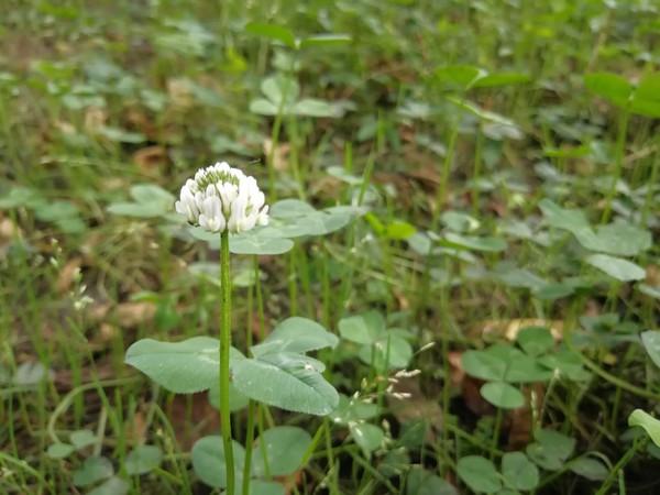 多彩手机壁纸_nova系列手机的多彩外观选择_手机的多彩引擎是什么