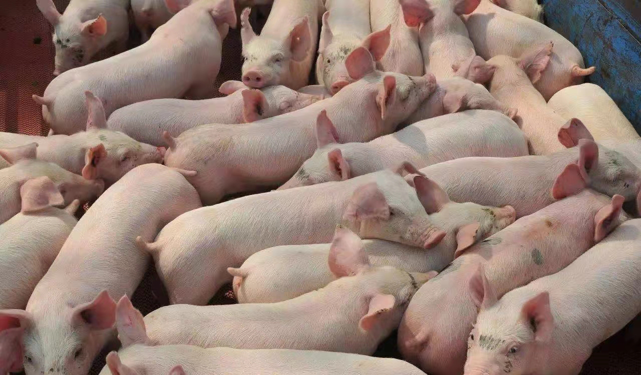 质量安全提升行动总结_提升质量安全水平_秦英林如何提升产品质量与安全