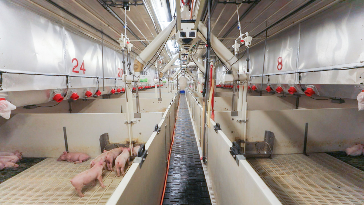 安全品质提升改善方案_质量安全提升行动总结_秦英林如何提升产品质量与安全